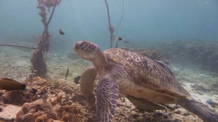Tortue et snorkeling à Koh Tao Tortue et snorkeling à Koh Tao