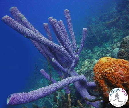 AquaTao : L'éponge de mer AquaTao : L'éponge de mer