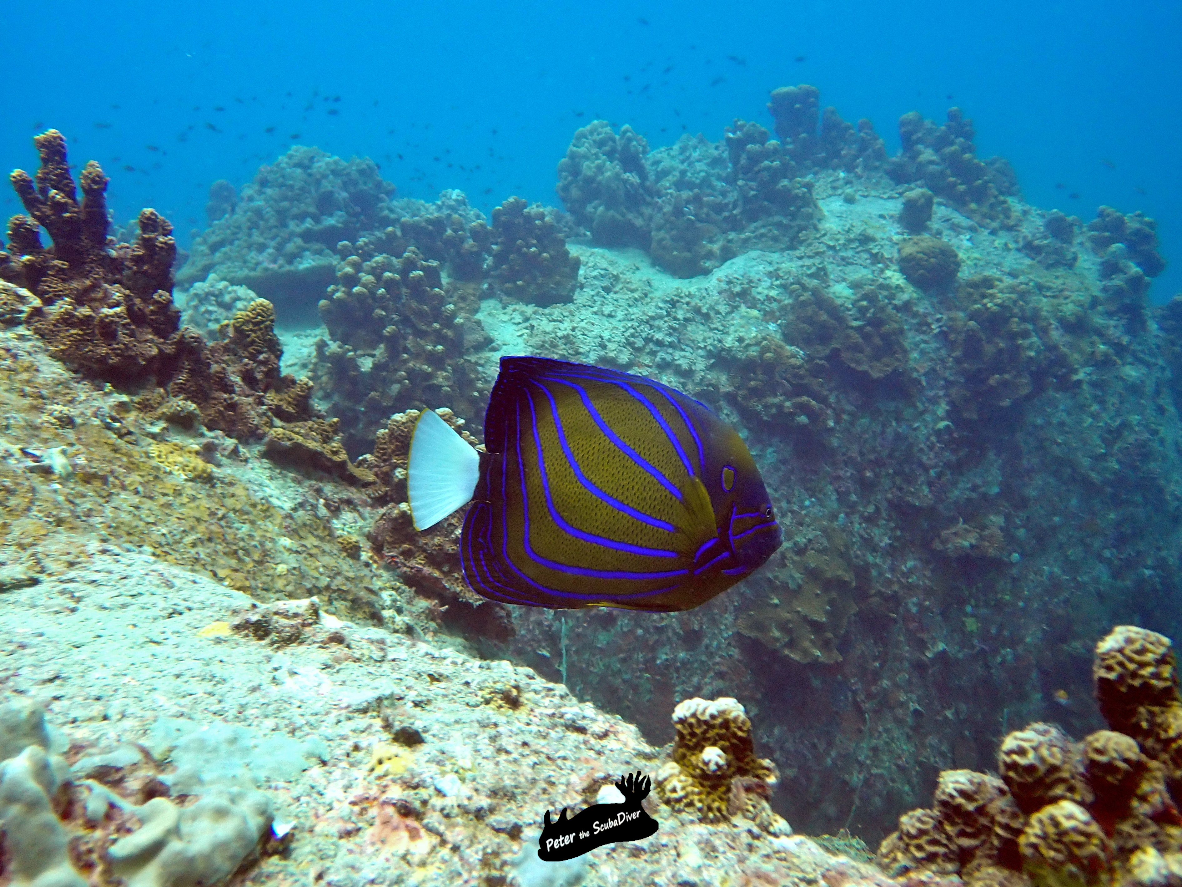 plongée sous marine à koh tao