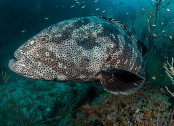 Mérou observé en plongée à Koh Tao