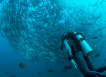 Tanote Bay site de plongée Koh Tao