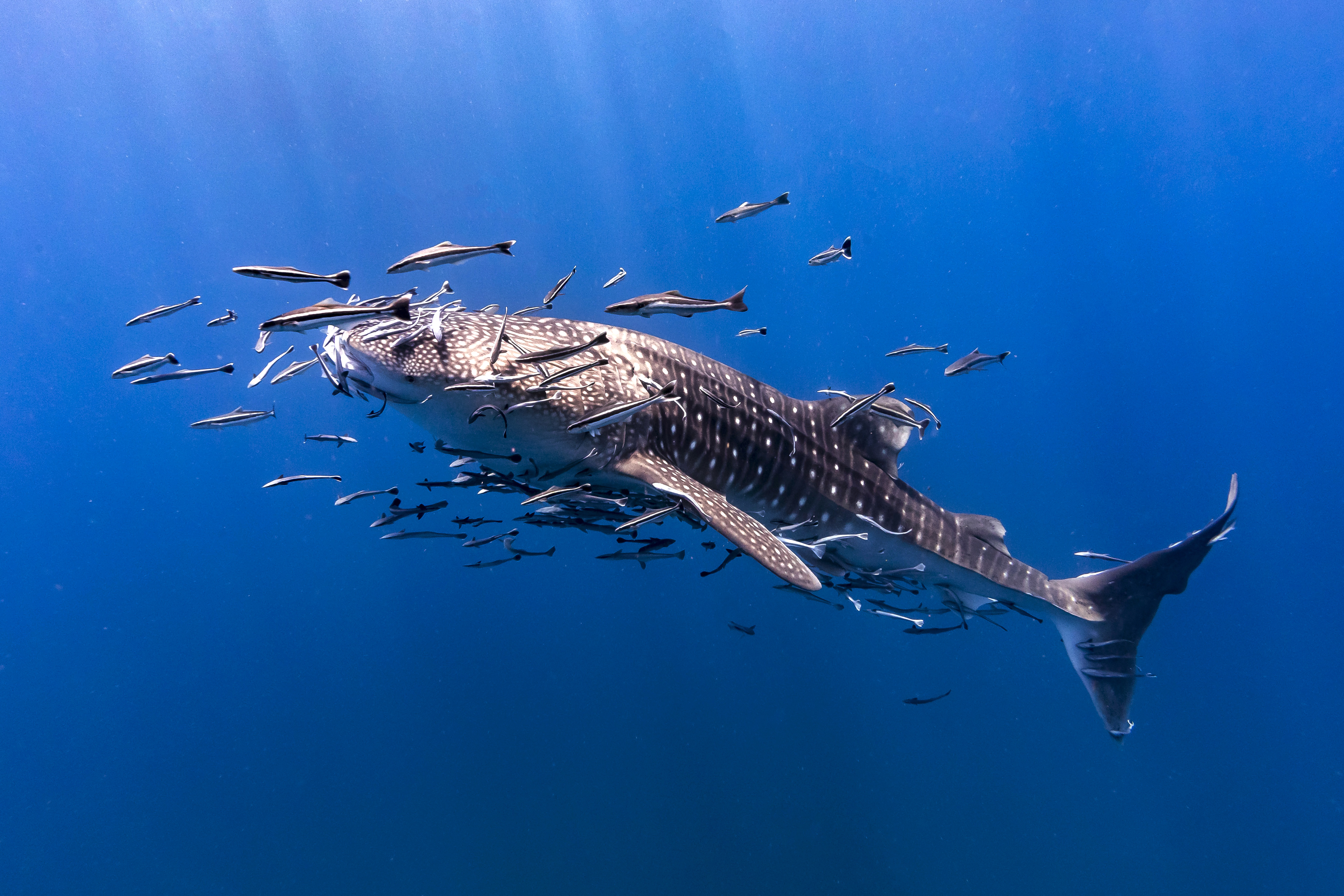 Requin baleine sur un site de Koh Tao