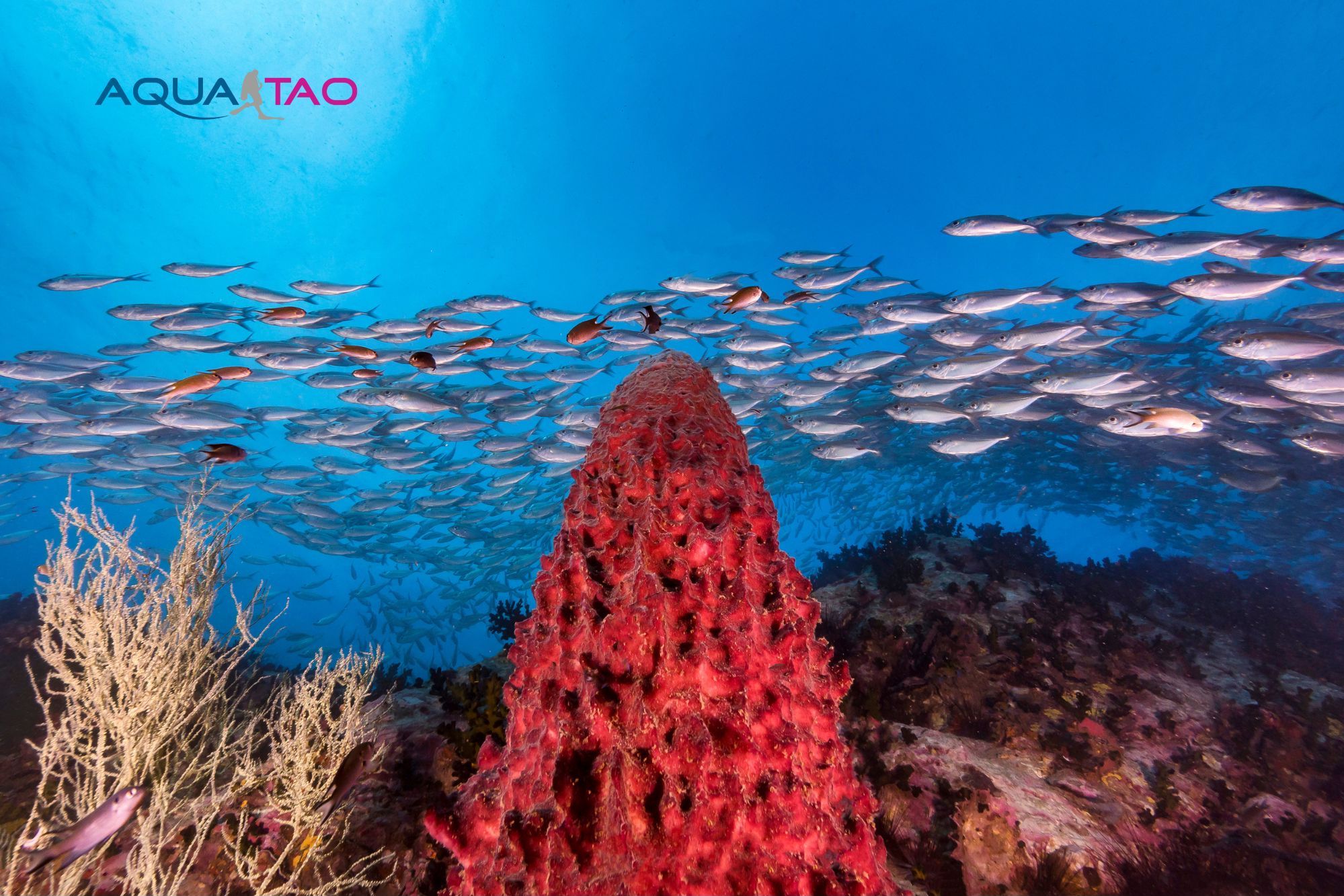 Plongée à Koh Tao avec AquaTao