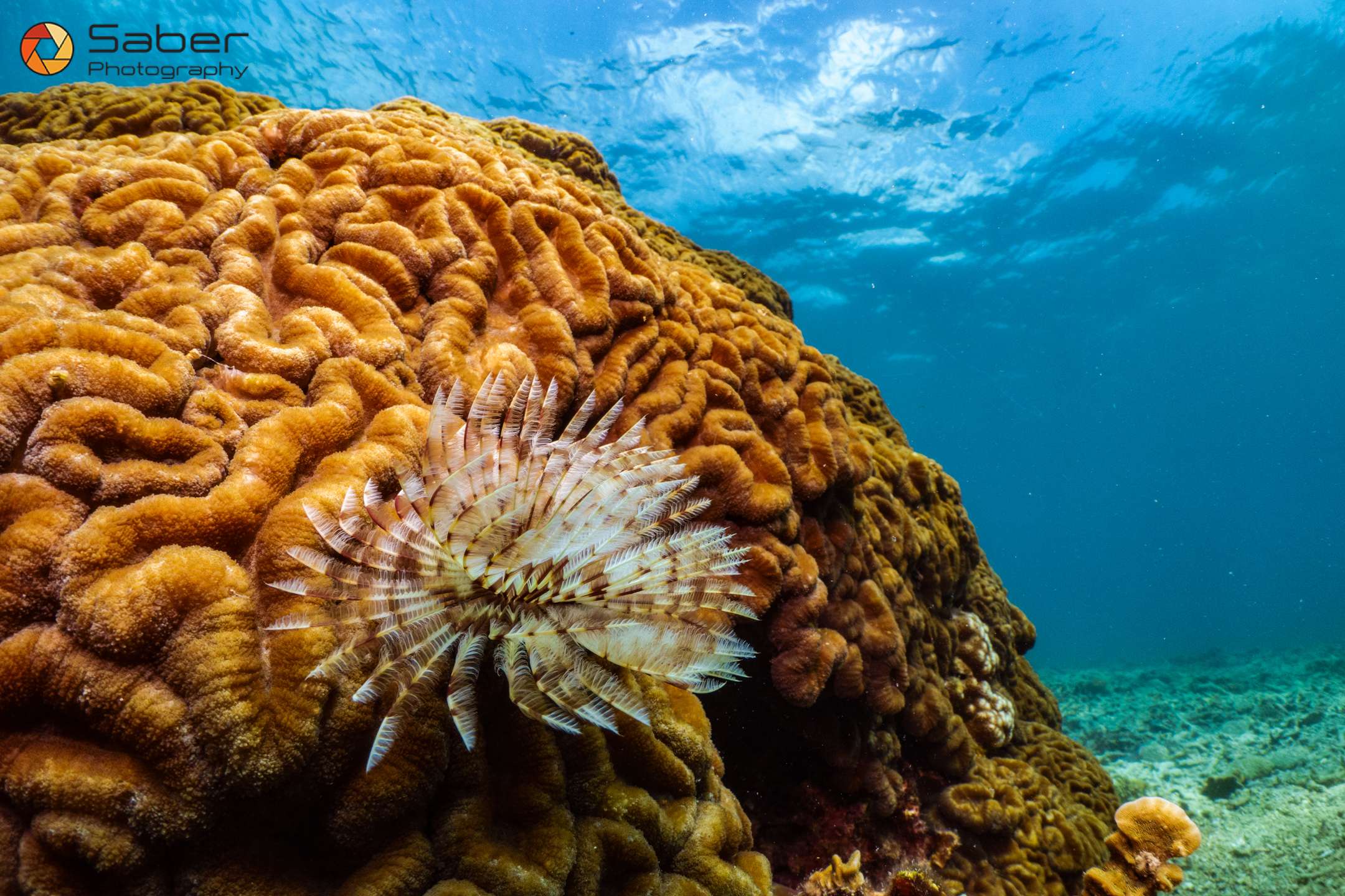 AquaTao : Site de plongée L'équipe AquaTao