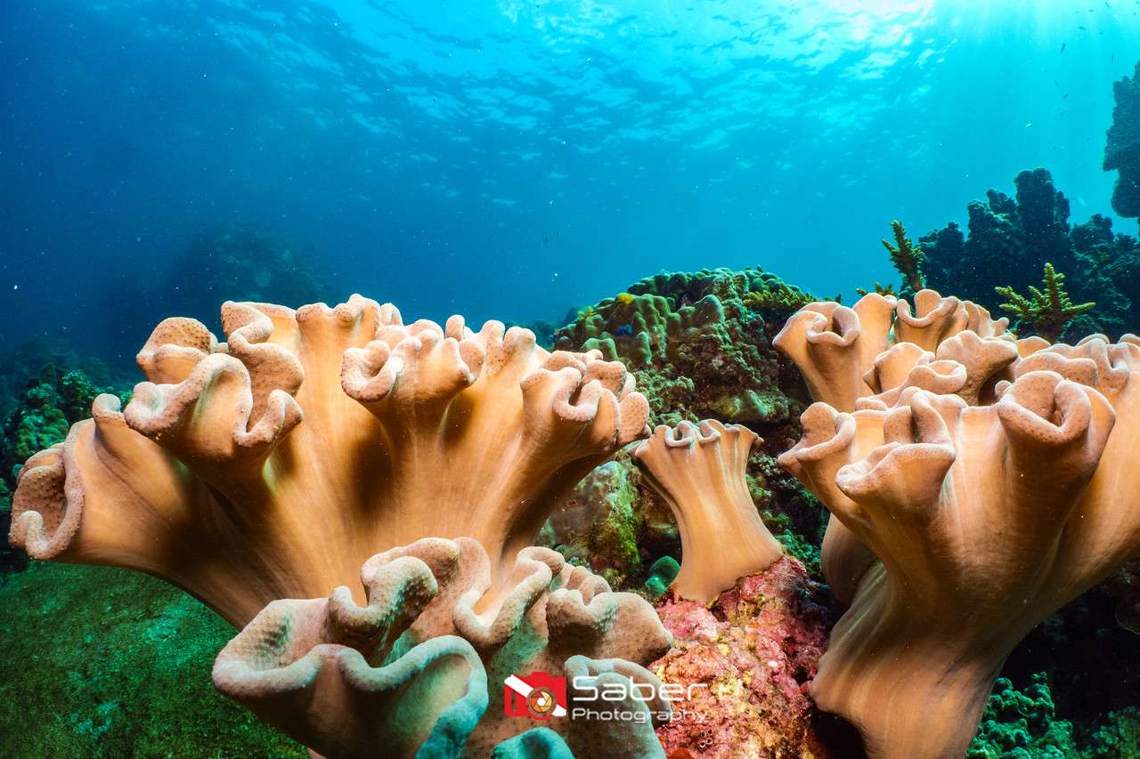 AquaTao : Site de plongée L'équipe AquaTao