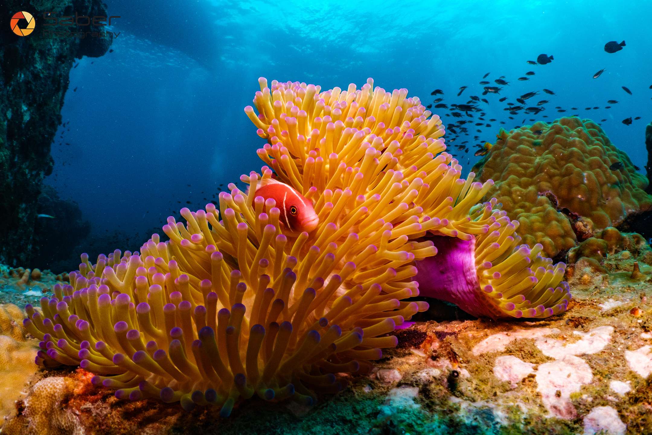 AquaTao : Site de plongée L'équipe AquaTao