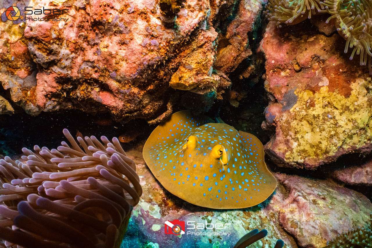 AquaTao : Site de plongée L'équipe AquaTao