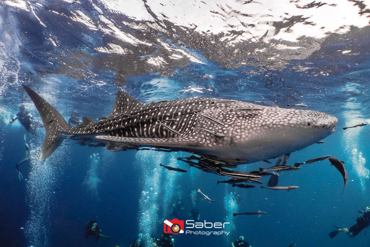 AquaTao : Site de plongée L'équipe AquaTao