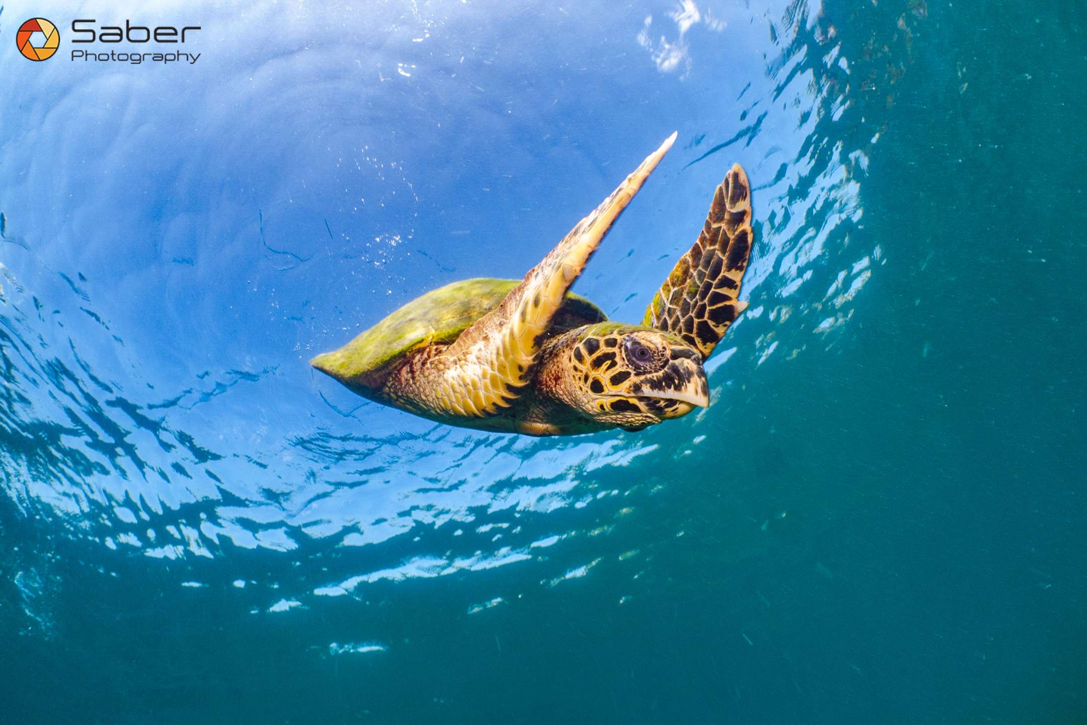 AquaTao : Site de plongée L'équipe AquaTao