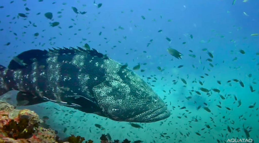 Poisson tropical en plong&eacute;e d&rsquo;exploration &agrave; Koh Tao avec AquaTao