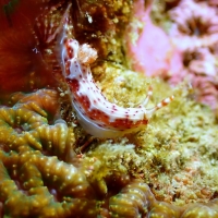 nudibranche koh tao