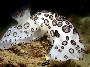 jorunna funebris koh tao
