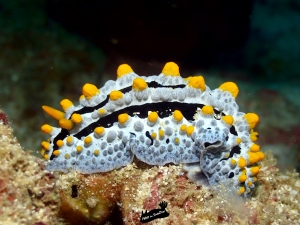 nudibranche koh tao