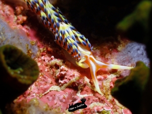 découvrez les nudibranches à Koh tao