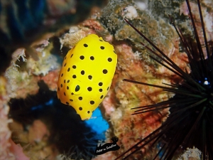 yellow boxfish description 
