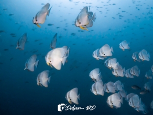 plongée sous-marine sail rock