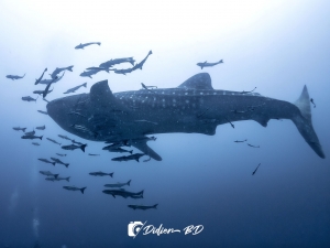 requin baleine koh tao