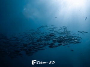 découvrez les nudibranches à Koh tao