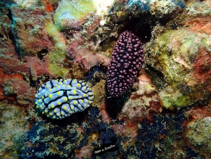 variétés nudibranches Thaïlande