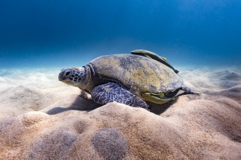 Discover scuba diving in Koh Tao with AquaTao