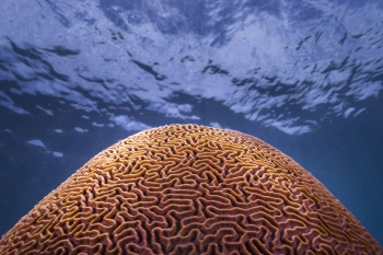 Koh Tao diving schedule AquaTao