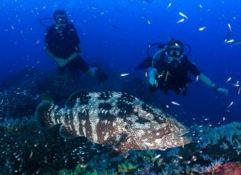 aquatao : mérou malabar plongeurs
