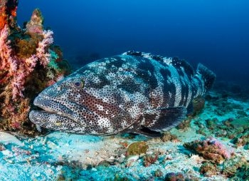 aquatao : mérou malabar