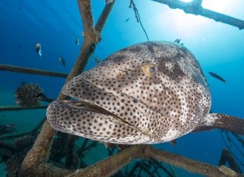 aquatao : plongée mérou malabar