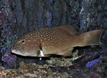 aquatao : mérou léopard koh tao