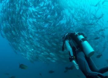 aquatao : tanote site plongée koh tao