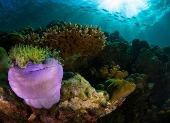 aquatao : plongée koh tao