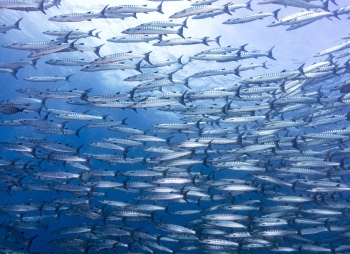 aquatao : assurance koh tao