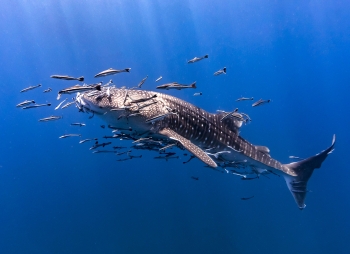 Un requin baleine sur un site de Koh Tao pendant une plongée avec Aquatao