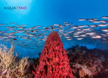 aquatao : plongée koh tao