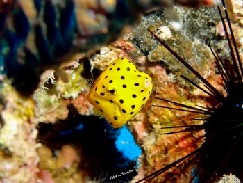 d&eacute;couvrez les nudibranches &agrave; Koh tao