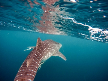 plongée sous-marine koh tao