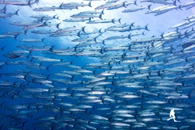 Sail Rock diving trip with AquaTao