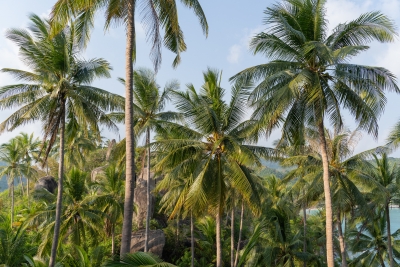 cocotiers koh tao