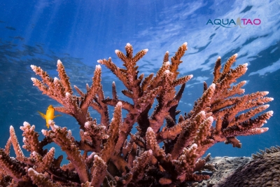 Observation d'un corail coloré pendant un baptême de plongée à Koh Tao par AquaTao