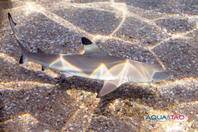 Snorkeling à Koh Tao, Palme masque tuba Observation d'un requin de récif en Snorkeling en Palme masque tuba à Koh Tao avec AquaTao