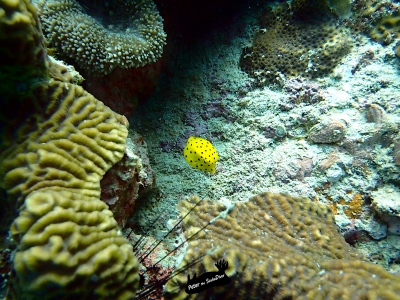 yellow boxfishkoh tao