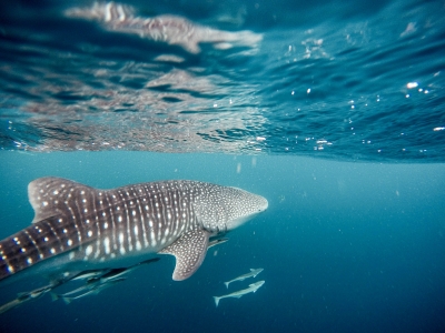 requin baleine