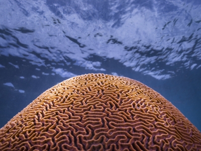 Observation d'un corail marin coloré à Koh Tao avec AquaTao