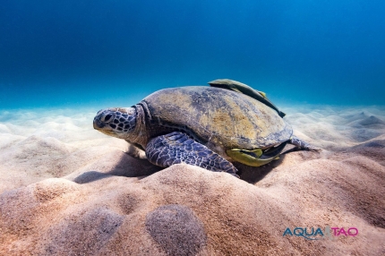 Baptême de plongée en français à Koh Tao Observation d'une tortue pendant un baptême de plongée à Koh Tao par AquaTao