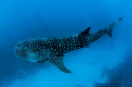 requin baleine koh tao
