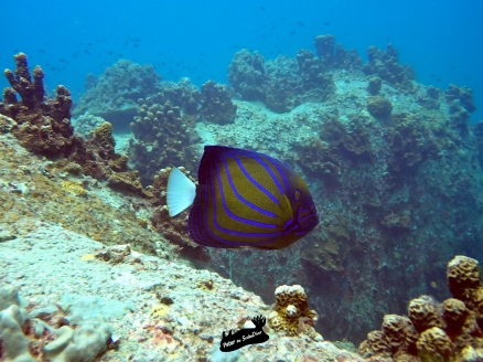plongée sous marine à koh tao
