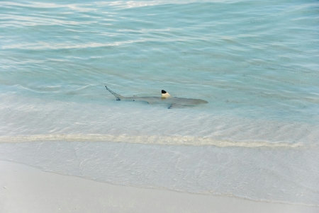 requins pointes noires thailande ao leuk