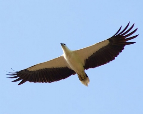 faune terrestre koh tao