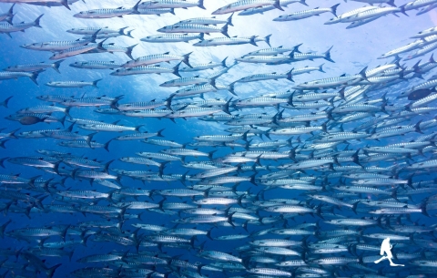 Plongeuse sous l'eau en Open Water à Koh Tao avec AquaTao