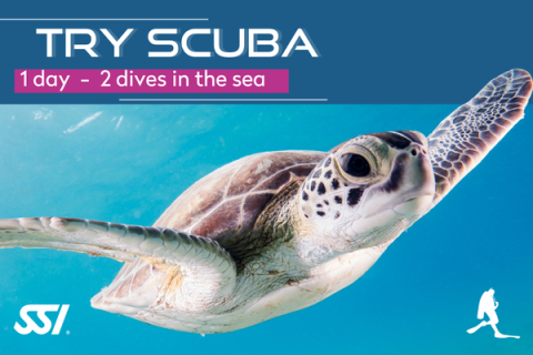 "Try Scuba, 1 day / 2 dives" promotional visual